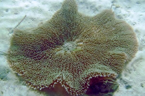 Haddon Halı Anemonu Stichodactyla haddoni