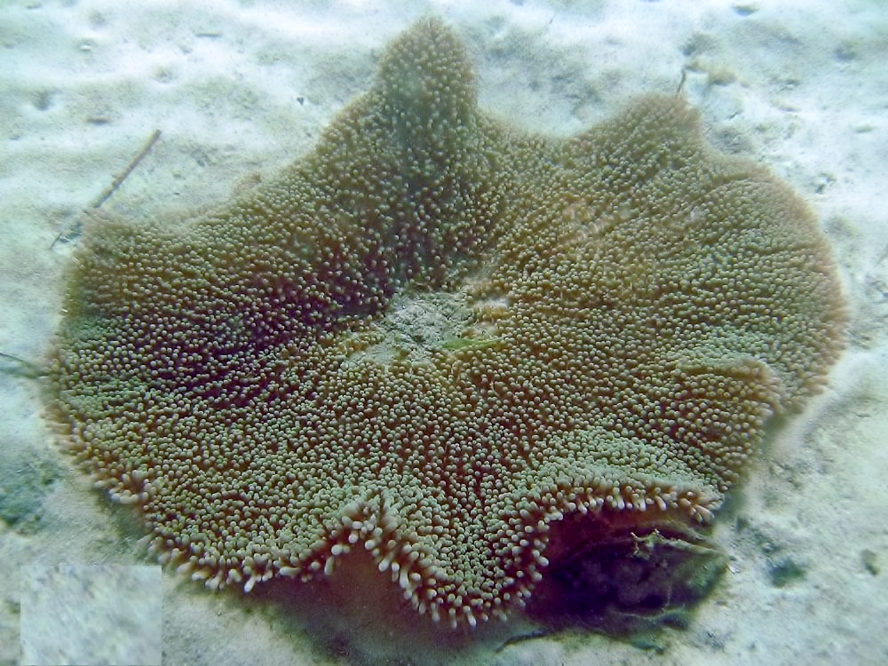 Haddon Halı Anemonu Stichodactyla haddoni