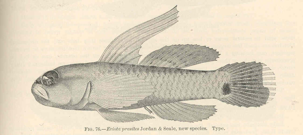 Hairfin Eviota (Eviota prasites) |commons:File:FMIB 39666 Eviota prasites Jorday & Seale, new species Type.jpeg