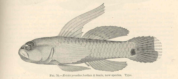 Hairfin Eviota (Eviota prasites) |commons:File:FMIB 39666 Eviota prasites Jorday & Seale, new species Type.jpeg