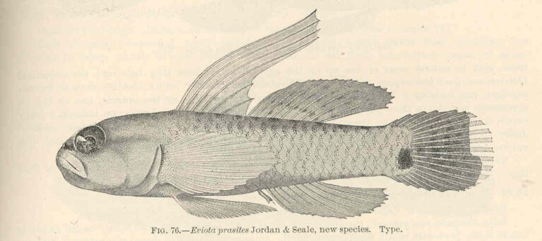 Hairfin Eviota (Eviota prasites) |commons:File:FMIB 39666 Eviota prasites Jorday & Seale, new species Type.jpeg