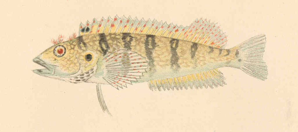 Hairy Blenny (Labrisomus nuchipinnis) |commons:File:FMIB 38164 Labrisomus nuchipinnis (Quoy & Gaimard).jpeg