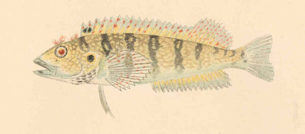 Hairy Blenny (Labrisomus nuchipinnis) |commons:File:FMIB 38164 Labrisomus nuchipinnis (Quoy & Gaimard).jpeg