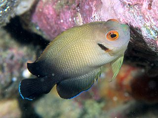 Half Black Angelfish (Centropyge vrolikii) |commons:File:Centropyge vrolikii.jpg