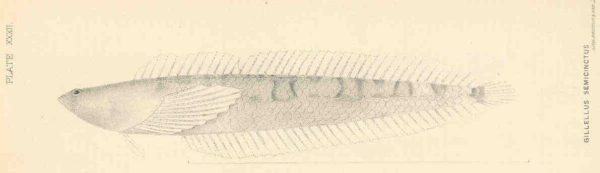 Halfbanded Stargazer (Gillellus semicinctus) |commons:File:FMIB 35484 Gillellus semicinctus.jpeg