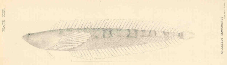 Halfbanded Stargazer (Gillellus semicinctus) |commons:File:FMIB 35484 Gillellus semicinctus.jpeg