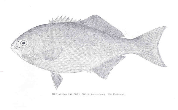 Halfmoon (Medialuna californiensis) |commons:File:FMIB 33956 Medialuna Californiensis (Stendachner).jpeg