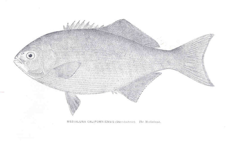 Halfmoon (Medialuna californiensis) |commons:File:FMIB 33956 Medialuna Californiensis (Stendachner).jpeg