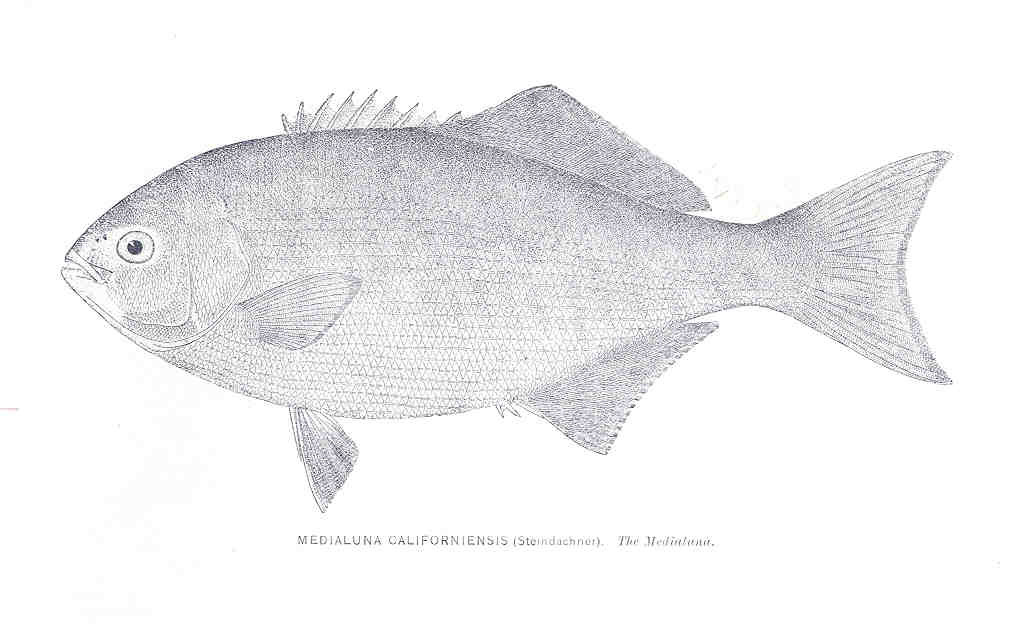 Halfmoon (Medialuna californiensis) |commons:File:FMIB 33956 Medialuna Californiensis (Stendachner).jpeg