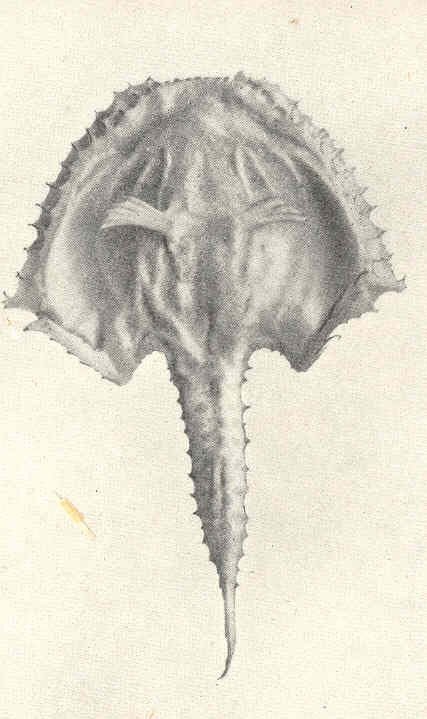 Halicmetus reticulatus (Halicmetus reticulatus) |commons:File:FMIB 41245 Halicmetus reticulatus From the type Ventral view.jpeg