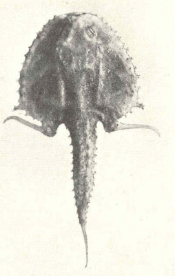 Halicmetus ruber (Halicmetus ruber) |commons:File:FMIB 41243 Halicmetus ruber Alcock From station 5123 Dorsal view.jpeg