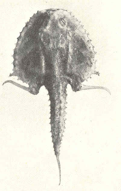 Halicmetus ruber (Halicmetus ruber) |commons:File:FMIB 41243 Halicmetus ruber Alcock From station 5123 Dorsal view.jpeg