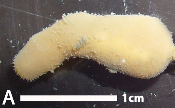 Halicryptus spinulosus Halicryptus spinulosus