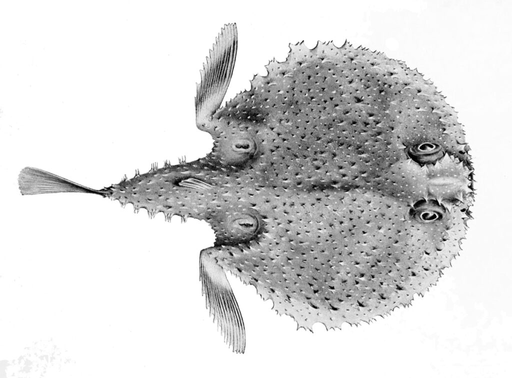 Halieutaea brevicauda (Halieutaea brevicauda) |commons:File:Halieutaea brevicauda.jpg