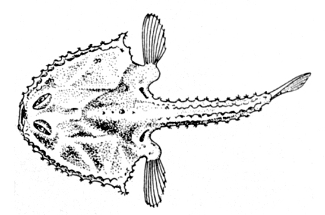 Halieutaea coccinea (Halieutaea coccinea) |commons:File:Halieutaea coccinea.jpg