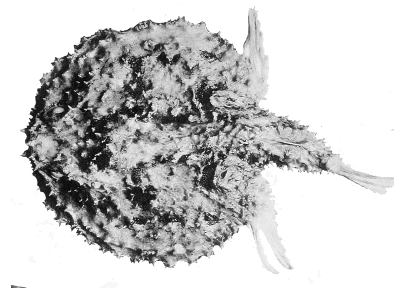 Halieutaea indica (Halieutaea indica) |commons:File:Halieutaea indica.jpg