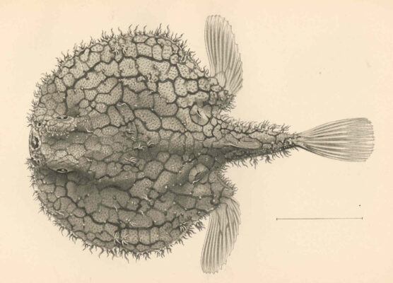 Halieutaea retifera (Halieutaea retifera) |commons:File:FMIB 42756 Halieutaea retifera Gilbert Type.jpeg