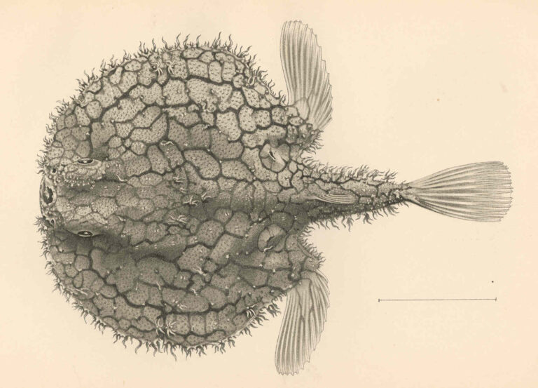 Halieutaea retifera (Halieutaea retifera) |commons:File:FMIB 42756 Halieutaea retifera Gilbert Type.jpeg