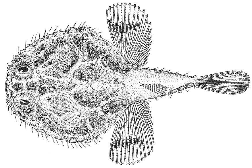 Halieutichthys caribbaeus (Halieutichthys caribbaeus) |commons:File:Halieutichthys caribbaeus.jpeg