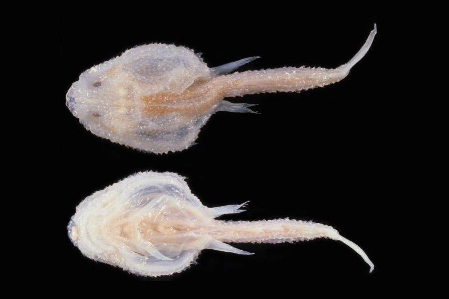 Halieutopsis andriashevi (Halieutopsis andriashevi) |commons:File:HalieutopsisAndriasheviHolotype.jpg