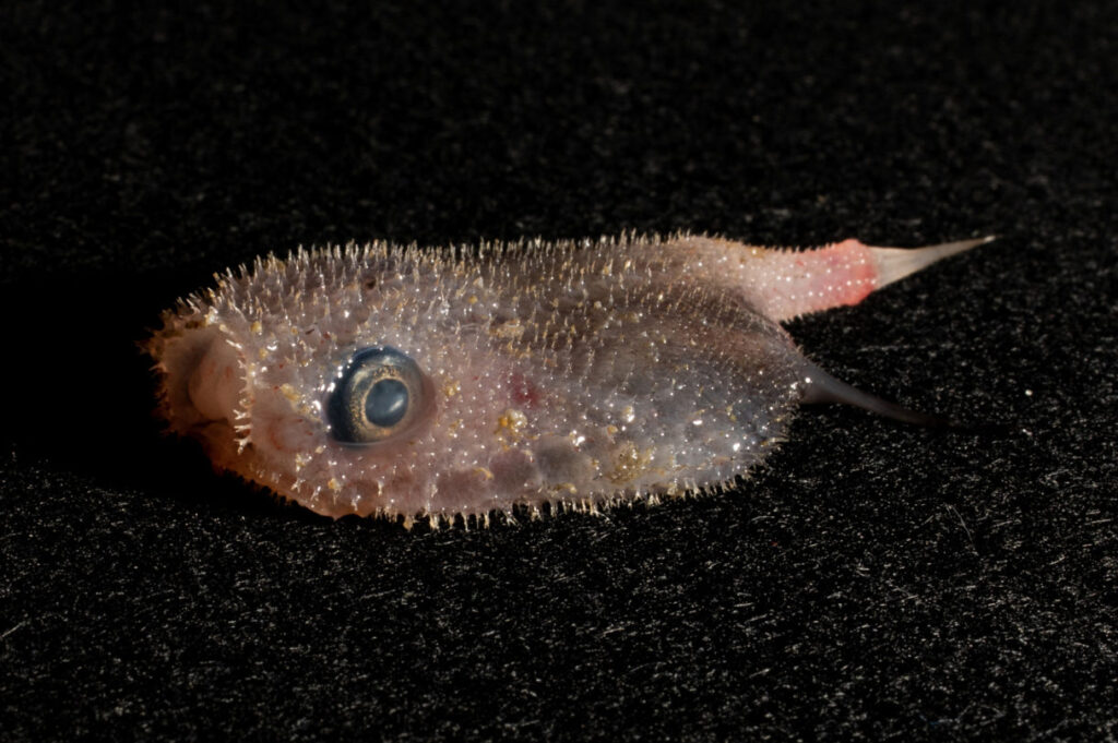 Halieutopsis bathyoreos (Halieutopsis bathyoreos) |commons:File:HalieutopsisBathyoreosRobertFrenchMV.jpg
