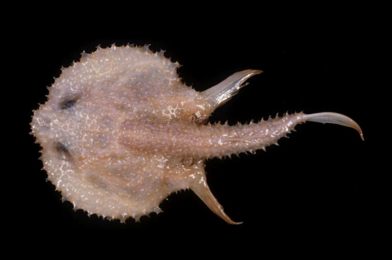 Halieutopsis galatea (Halieutopsis galatea) |commons:File:HalieutopsisGalateaHolotype.jpg
