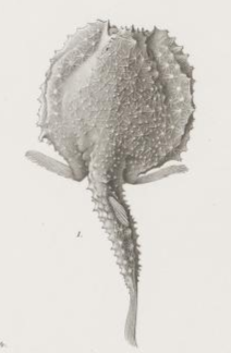 Halieutopsis tumifrons (Halieutopsis tumifrons) |commons:File:Halieutopsis tumifrons.png