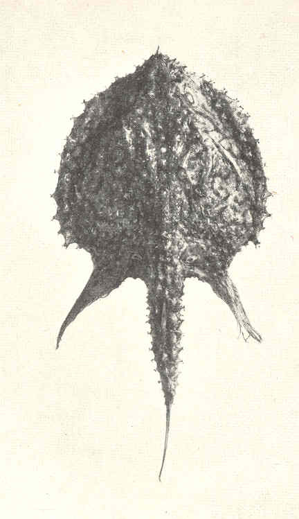 Halieutopsis vermicularis (Halieutopsis vermicularis) |commons:File:FMIB 41241 Halieutopsis vermicularis From the type Dorsal view.jpeg