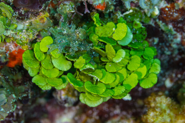 Halimeda Algae Halimeda tuna