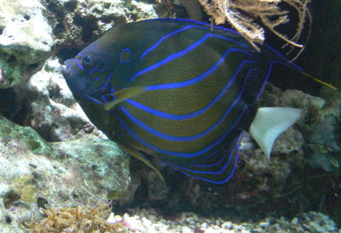 Halkalı Angelfish Pomacanthus annularis