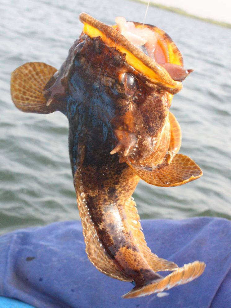 Halobatrachus didactylus (Halobatrachus didactylus) |commons:File:Halobatrachus didactylus.jpg