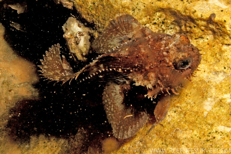 Halophryne diemensis (Halophryne diemensis) |commons:File:Halophryne diemensis.jpg