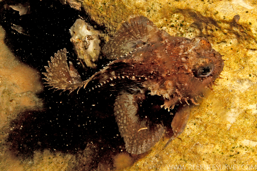 Halophryne diemensis (Halophryne diemensis) |commons:File:Halophryne diemensis.jpg