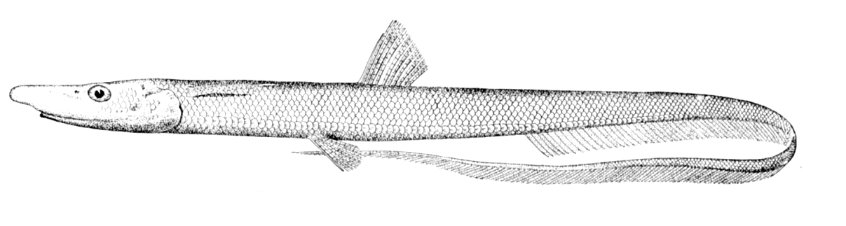 Halosaurus johnsonianus (Halosaurus johnsonianus) |commons:File:Halosaurus johnsonianus.jpg
