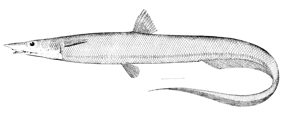 Halosaurus ovenii (Halosaurus ovenii) |commons:File:Halosaurus ovenii.jpg
