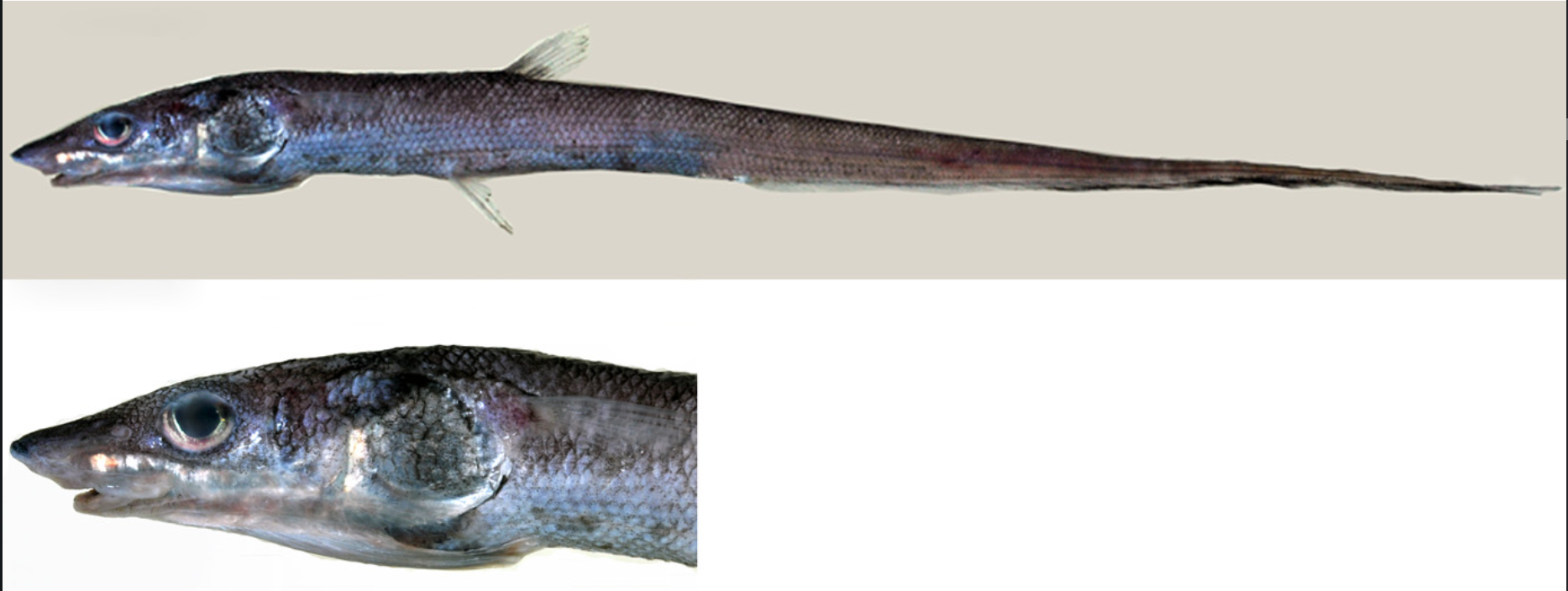Halosaurus radiatus (Halosaurus radiatus) |commons:File:Halosaurus radiatus.png