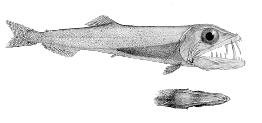 Halterfish (Omosudis lowii) |commons:File:Omosudis lowii.jpg