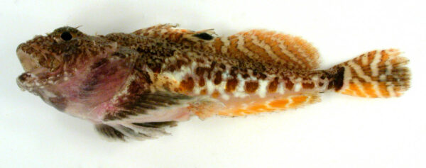 Hamecon (Artediellus scaber) |commons:File:Hamecon Artediellus scaber.jpg