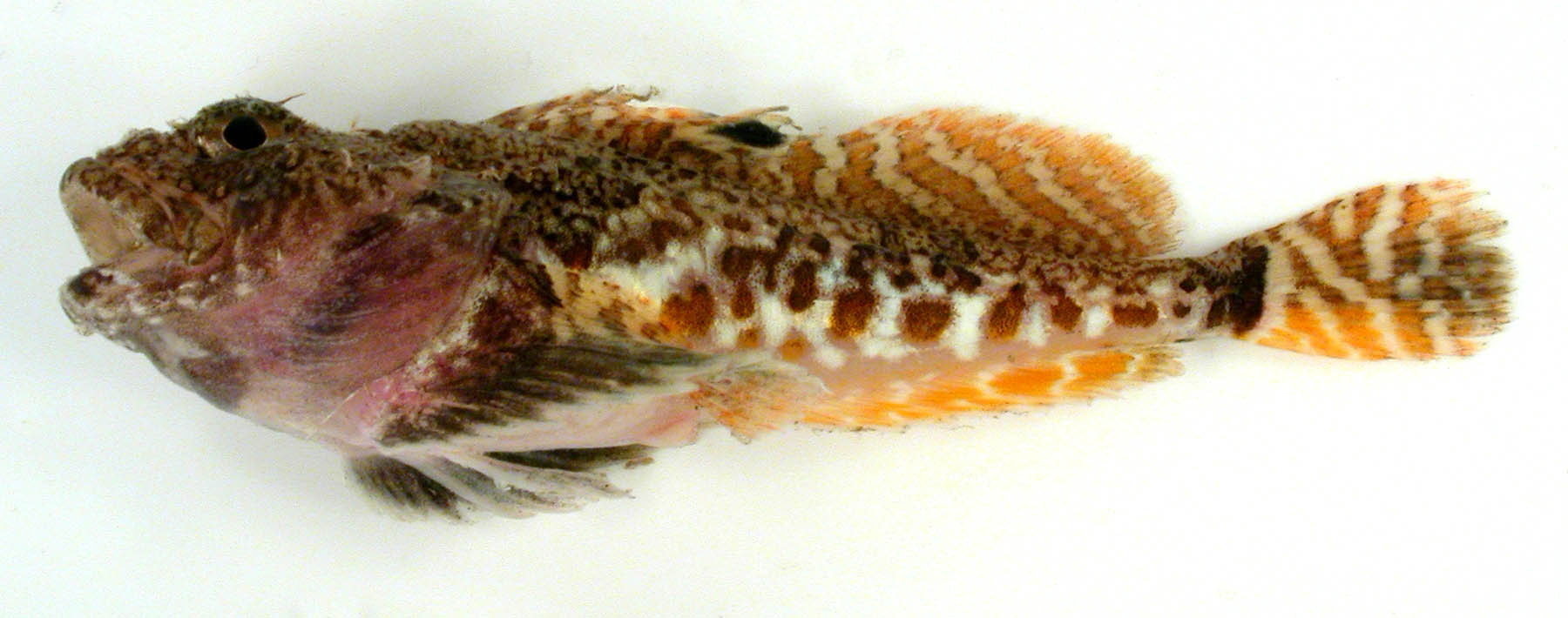 Hamecon (Artediellus scaber) |commons:File:Hamecon Artediellus scaber.jpg