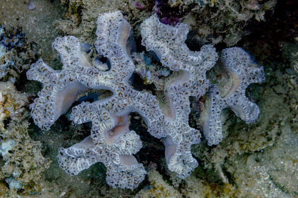 Hammer Coral Euphyllia ancora