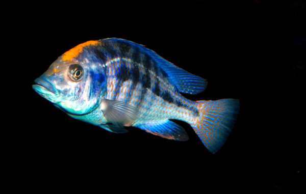 Haplochromis (Protomelas spilonotus) |commons:File:Protomelas spilonotus.jpg