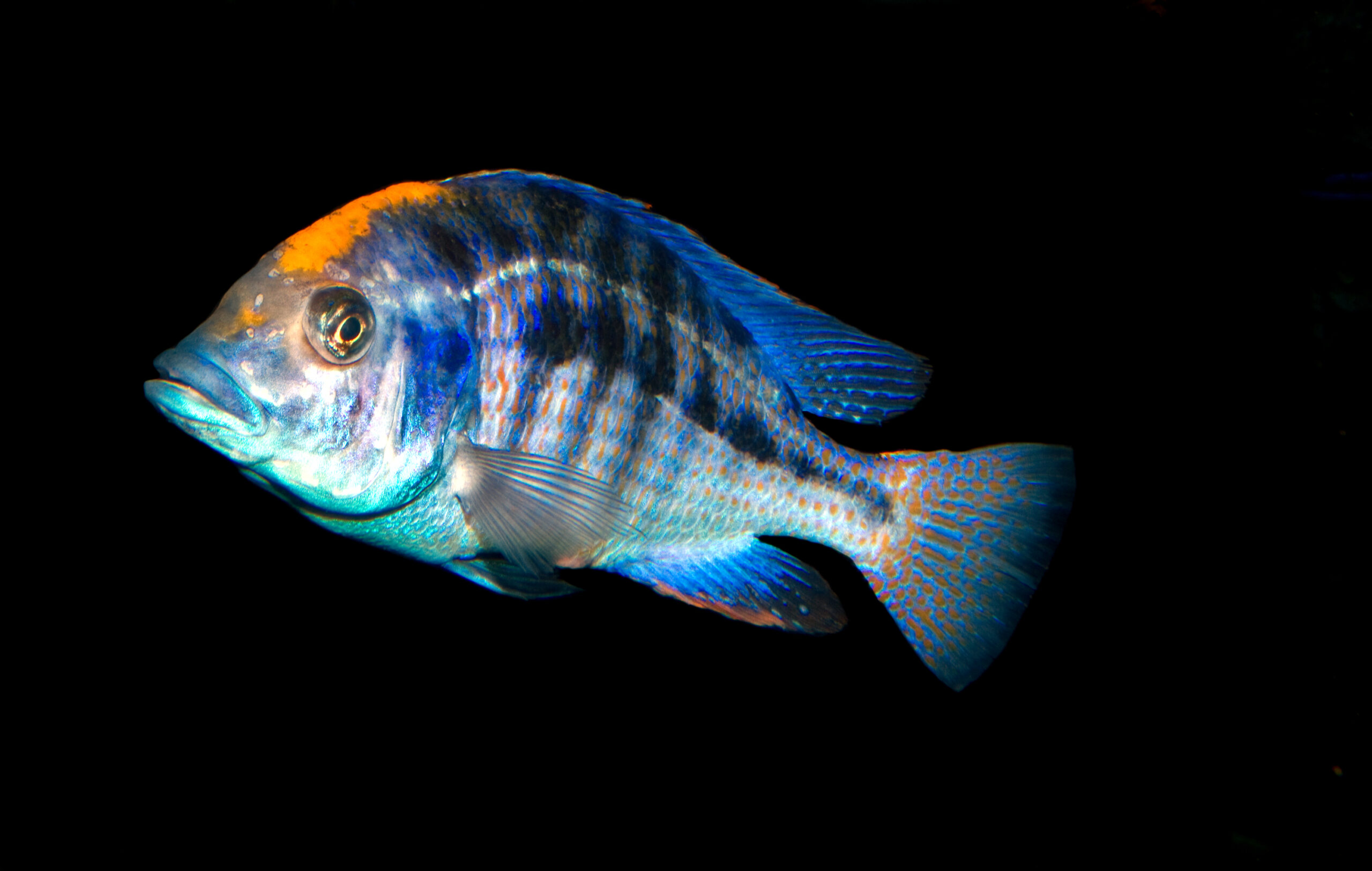 Haplochromis (Protomelas spilonotus) |commons:File:Protomelas spilonotus.jpg