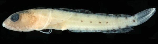 Haptoclinus dropi (Haptoclinus dropi) |commons:File:Haptoclinus dropi holotype, USNM 414915 - ZooKeys-306-071-g001-bottom.jpeg