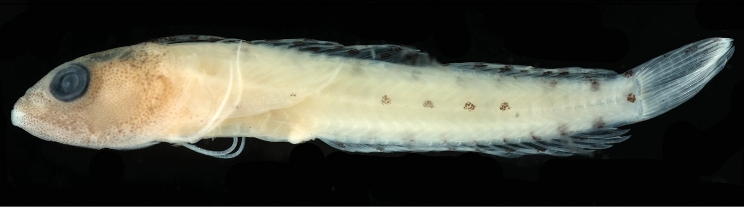 Haptoclinus dropi (Haptoclinus dropi) |commons:File:Haptoclinus dropi holotype, USNM 414915 - ZooKeys-306-071-g001-bottom.jpeg