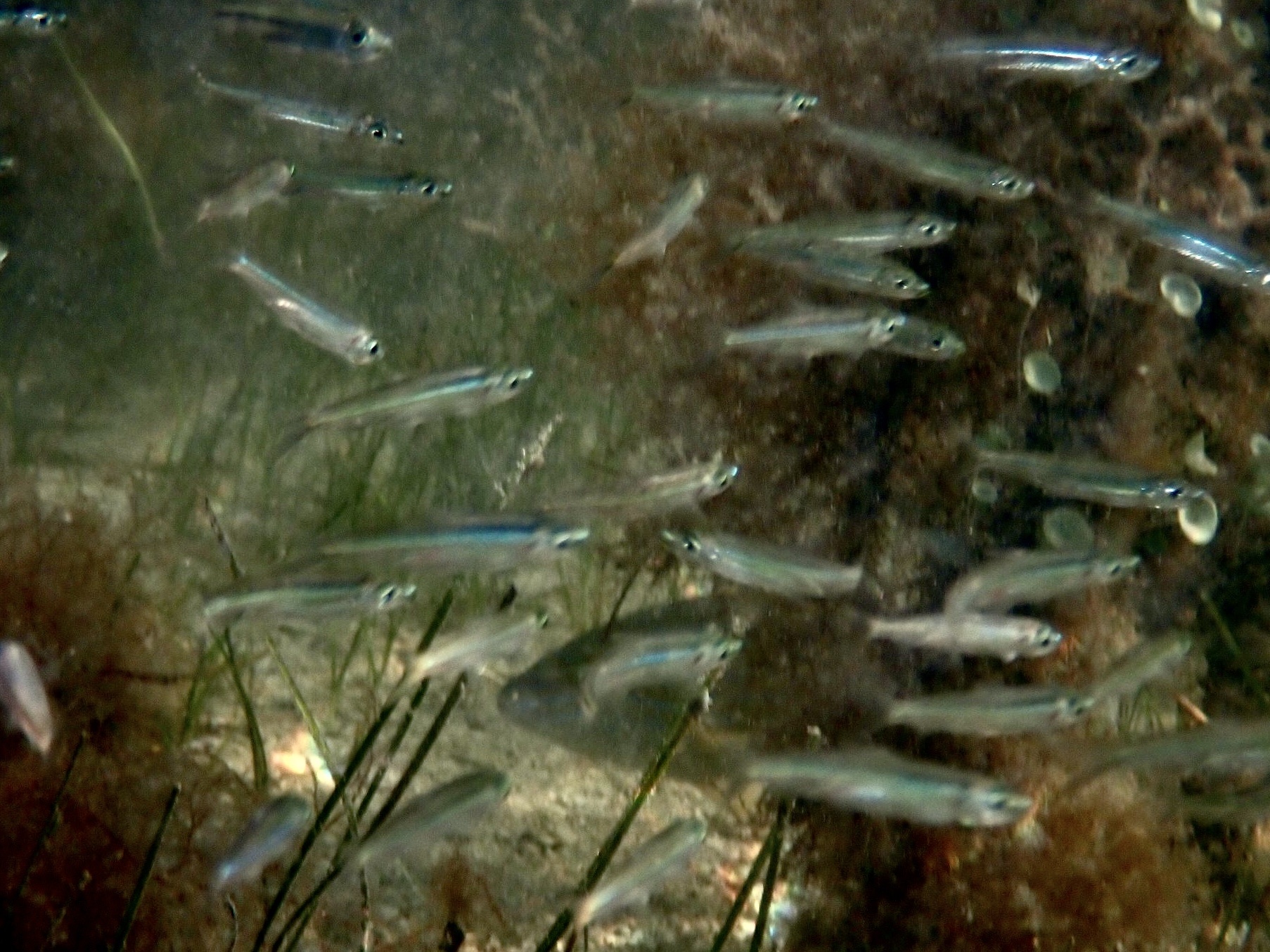 Hardhead Silverside (Atherinomorus stipes) |commons:File:Atherinomorus stipes.jpg