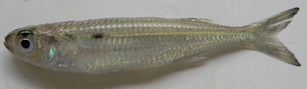 Hardyhead Silverside (Atherinomorus lacunosus) |commons:File:Atherinomorus lacunosus.png
