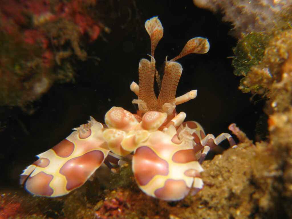 Harlequin Shrimp Hymenocera picta