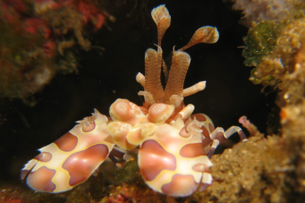 Harlequin Shrimp Hymenocera picta
