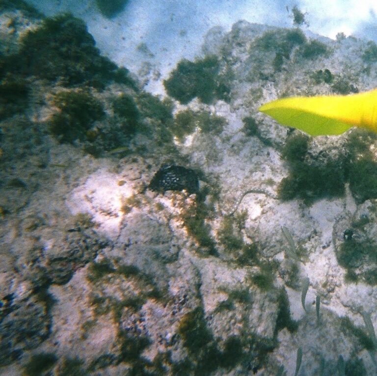Harlequin Snake-eel (Myrichthys colubrinus) |commons:File:Banded Snake Eel Ringed Snake Eel Harlequin Snake Eel Myrichthys Colubrinus and Sea Cucumber Holothuria.jpg
