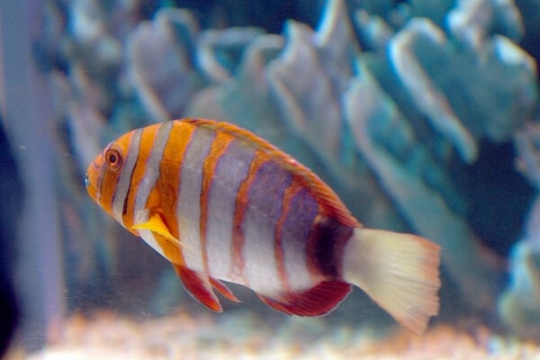Harlequin Tusk Choerodon fasciatus